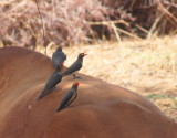 Red-billed Oxpecker.jpg