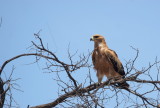 Tawny Eagle2.jpg