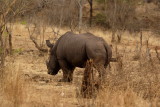 White Rhinocerus.jpg