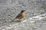 White-browed Robin-chat.jpg