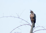 Crested Hawk Eagle.jpg
