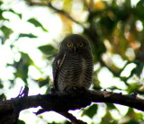 Jungle Owlet 4.jpg