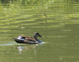Spot-billed Duck 2.jpg