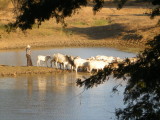 Herding cattle.jpg