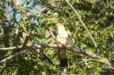 Guira Cuckoo 3.jpg