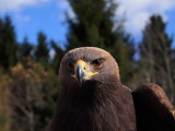61. Golden Eagle juvenile.jpg