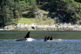Orcas1.jpg
