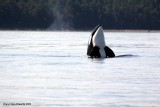 Orcas18.jpg