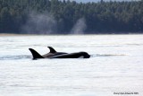 Orcas19.jpg