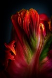 SENSUAL TULIP