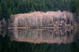 ALDER REFLECTIONS