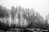 _DSC7380.jpg
