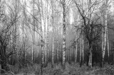_DSC7363.jpg