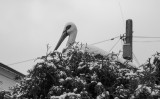 _DSC7677.jpg