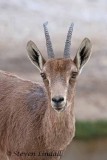 Ibex (Female)