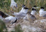 Sandwich Terns