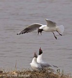 Black Headed Gulls