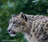 Snow Leopard