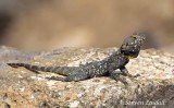 Rough Tailed Rock Agama