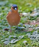 Chaffinch