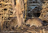 Brown Rat