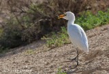 Cattle Egret