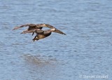 Gadwalls