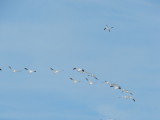 Snow Geese 2.JPG