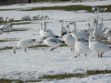 Snow Geese 5.JPG
