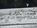 Snow Geese 12.JPG