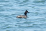 2014 Grebes N More