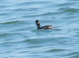 Grebe Eared York R. 041214 h.JPG