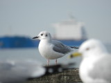 Gull Boneparts Ft Monroe 032114 c.JPG