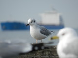 Gull Boneparts Ft Monroe 032114 d.JPG