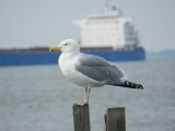 Gull Herring Ft Monroe 032114 b.JPG