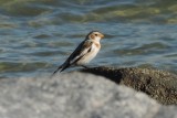 snow bunting.JPG