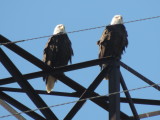Hampton VA Bald Eagles