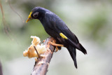 Golden-crested Myna 