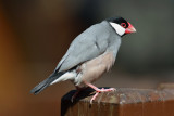 Java Sparrow (1)