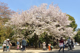 Hanami (Flower Viewing)