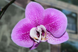 Moth Orchid (2)
