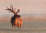 Bull Elk 05.jpg