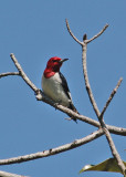 Woodpecker Red-headed 03.jpg
