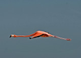 10-Flamingos-Celestrun-5885.jpg