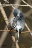 Blue-grey Gnatcatcher. Lake Park, Milwaukee