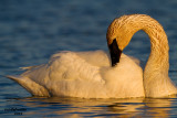 Trumpeter Swan. Horicon Marsh, WI