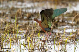 White-faced Ibis. Horicon Marsh, WI