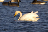Whooper Swan. near Rio, WI