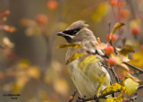 Cedar Waxwing. Hartford, WI