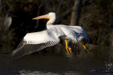 American White Pelican. Horicon Marsh, WI